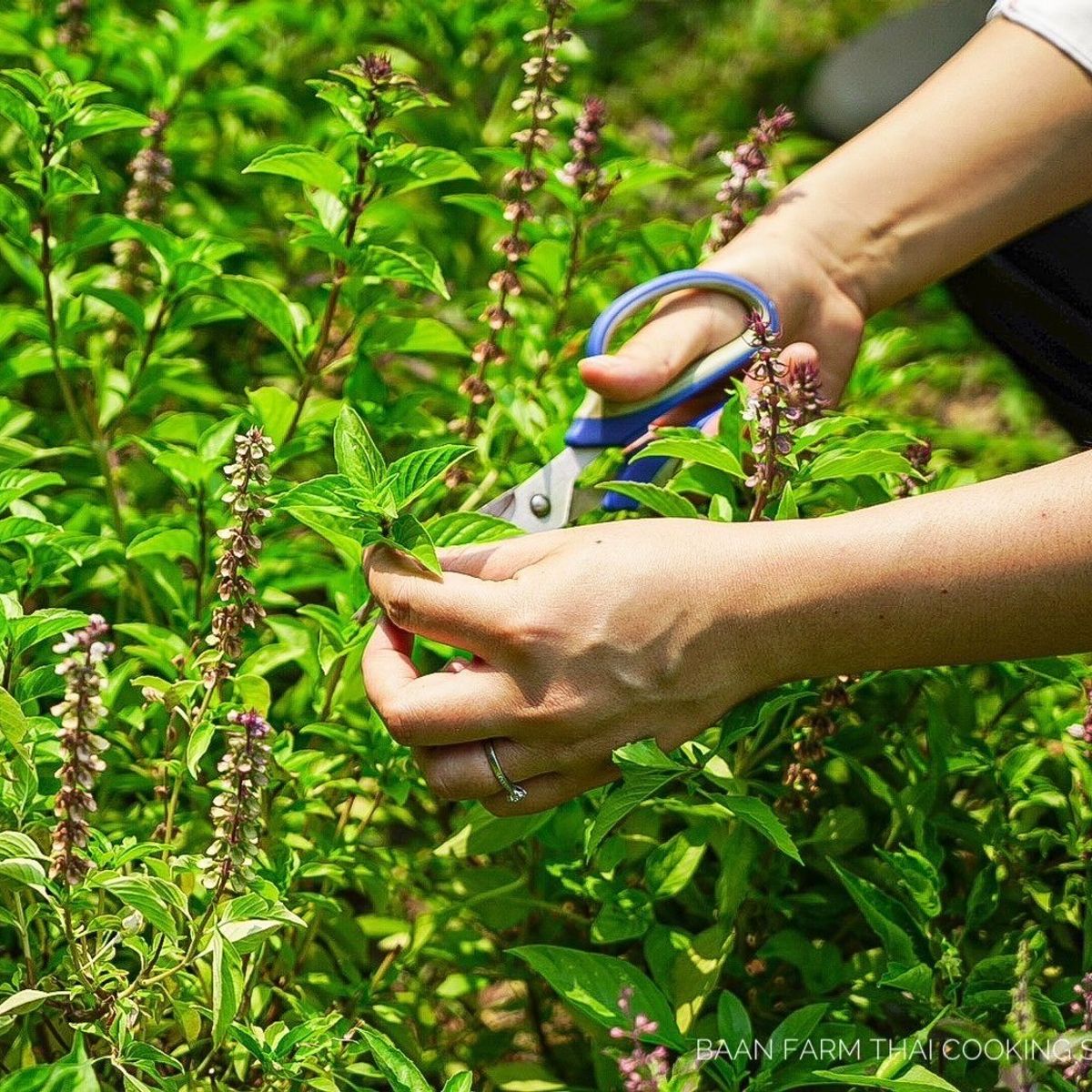 Cooking with Fresh Ingredients at Organic Farm with Local Market Tour