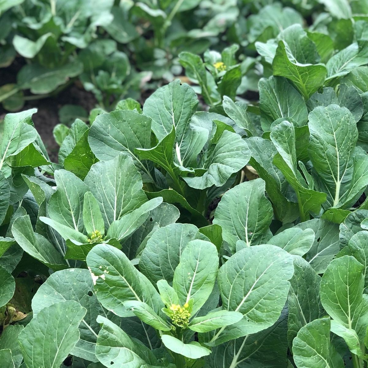 Cooking with Fresh Ingredients at Organic Farm with Local Market Tour