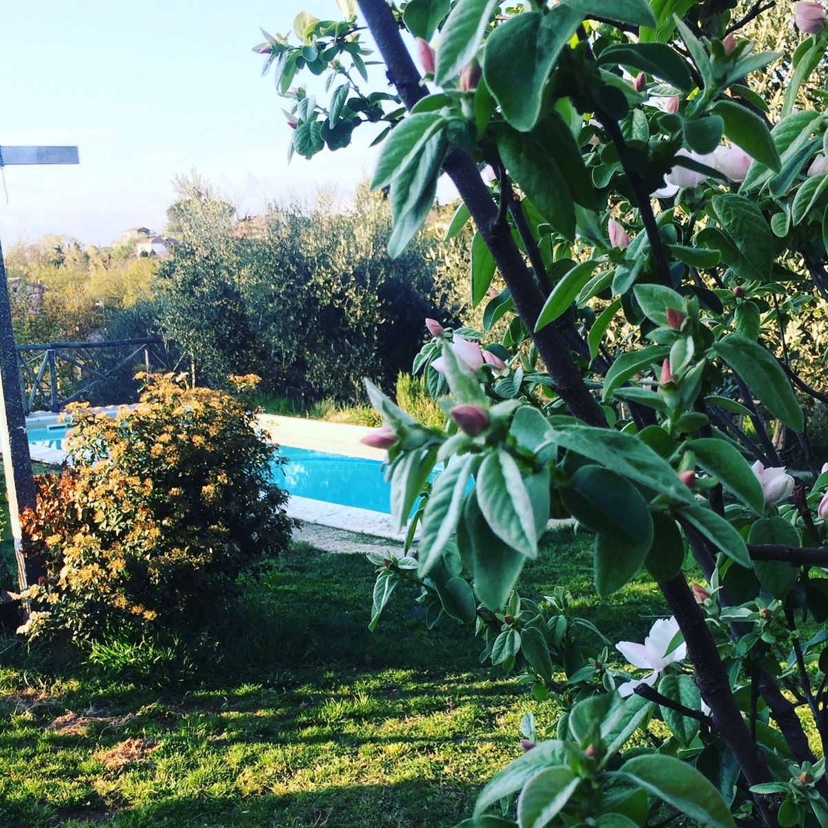 Cooking With Wild Herbs In The Countryside of Rome