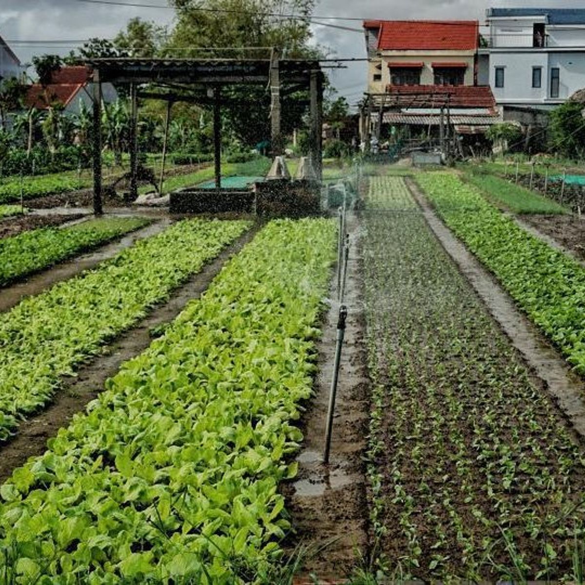 Countryside Bike Tour and Basket Boat Experience with Vietnamese Culinary Class