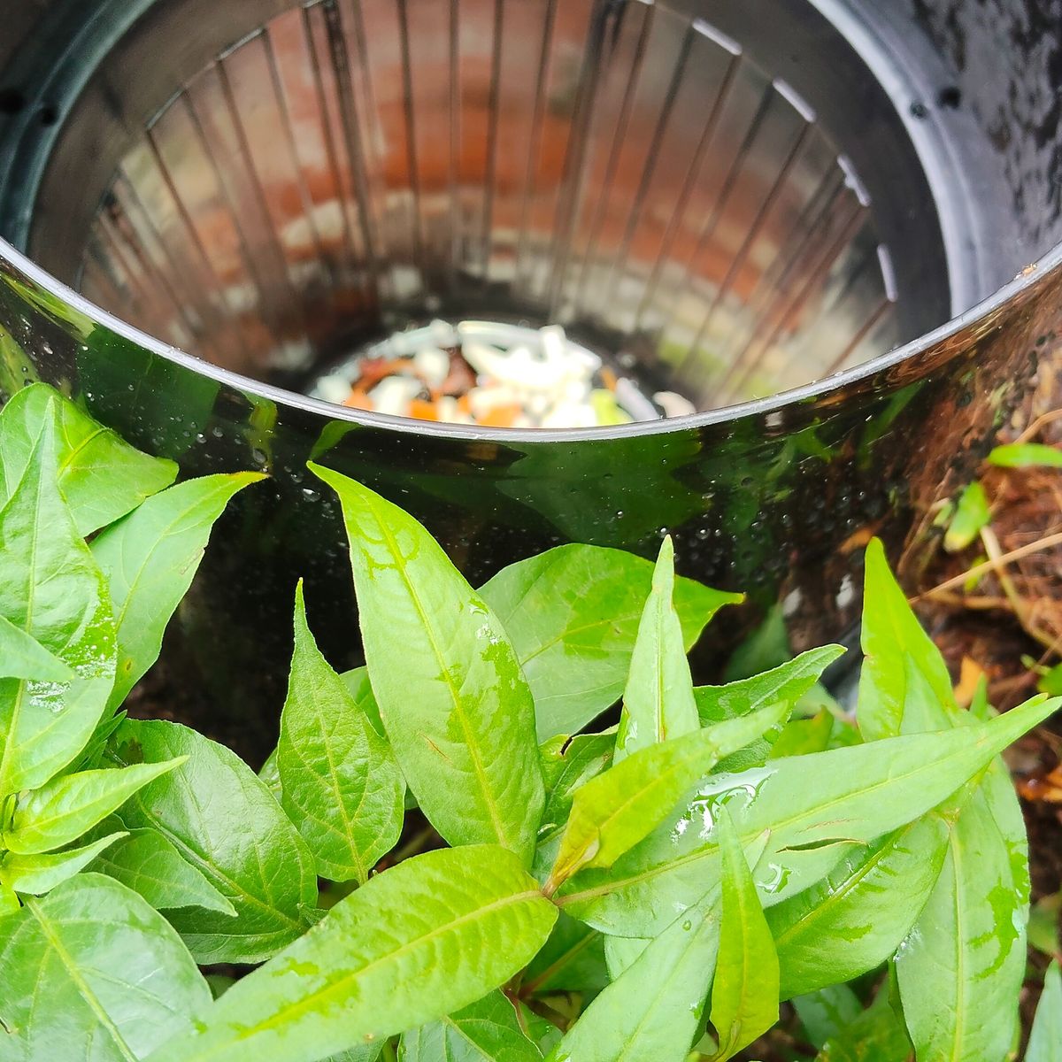 Discover Authentic Thai Flavors: A Rooftop Cooking Adventure in Bangkok
