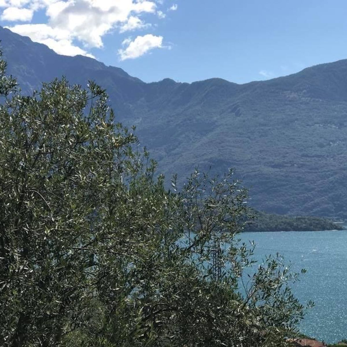 Wine Tour and Tasting Experience at Como Lake Winery in Domaso