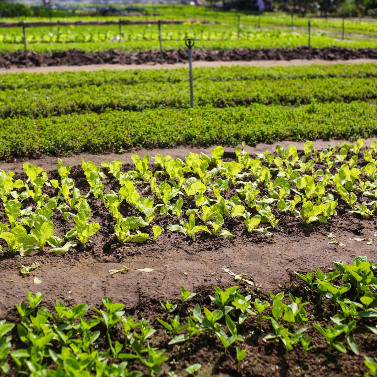 Vietnamese Cooking Class with Market Tour & Farming Experience