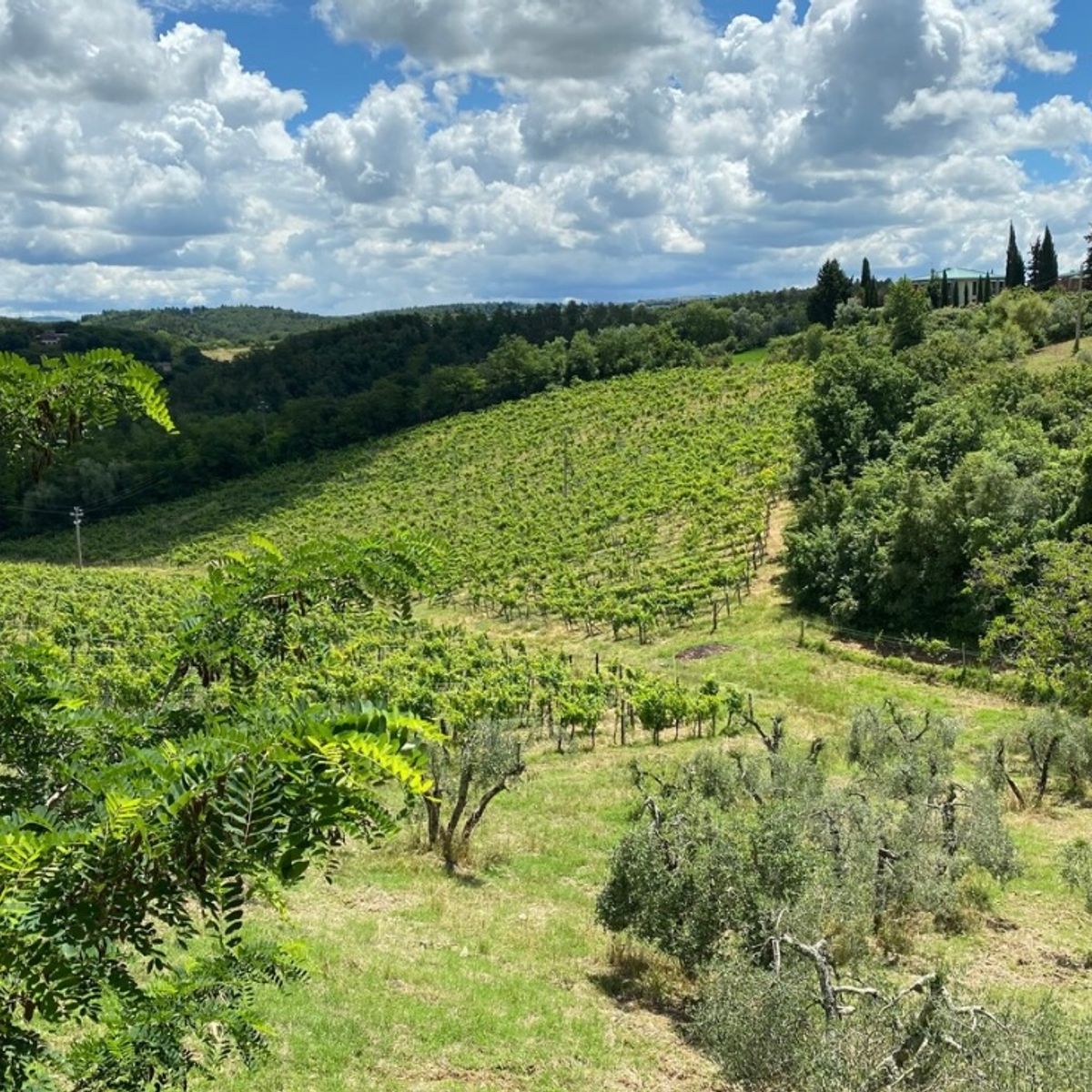 Experience Harvesting Vegetables and Pasta Culinary Class at a Tuscan Villa