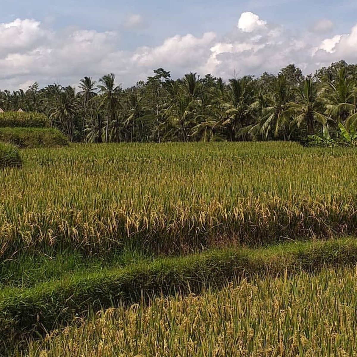 Experience The Beauty Of Bali Nature with Traditional Cooking Class and Market Tour