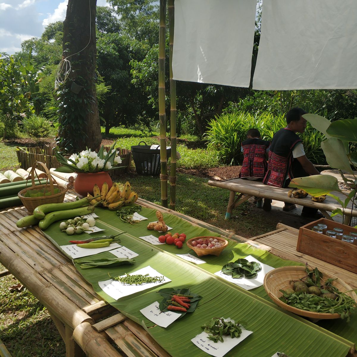Farm to Table: Cooking at Organic Farm in Chiang Mai Forest