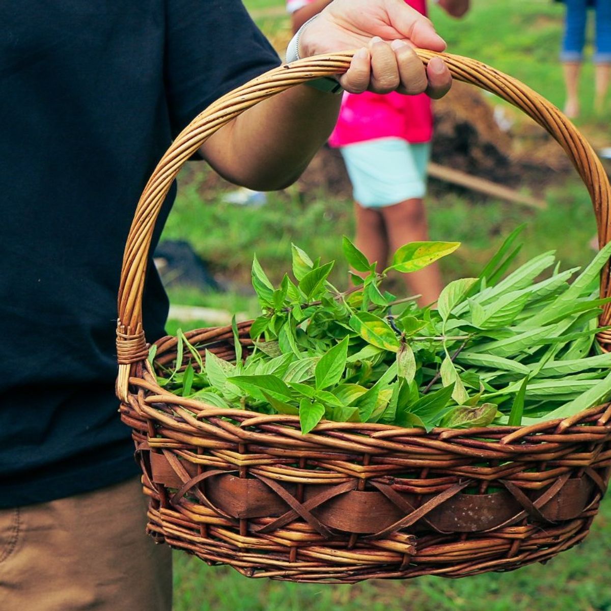 Expérience de cuisine bio à la ferme d'une demi-journée à Chiang Mai