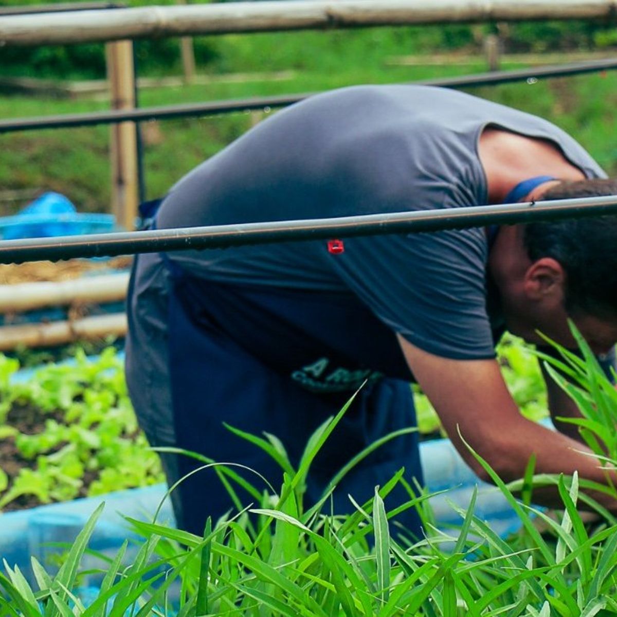Expérience de cuisine bio à la ferme d'une demi-journée à Chiang Mai