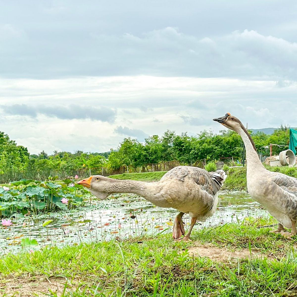Expérience de cuisine bio à la ferme d'une demi-journée à Chiang Mai