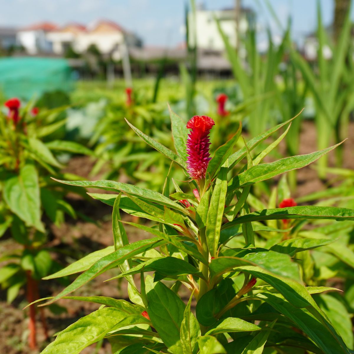 Farming and Cooking Experience in Tra Que Herb Village