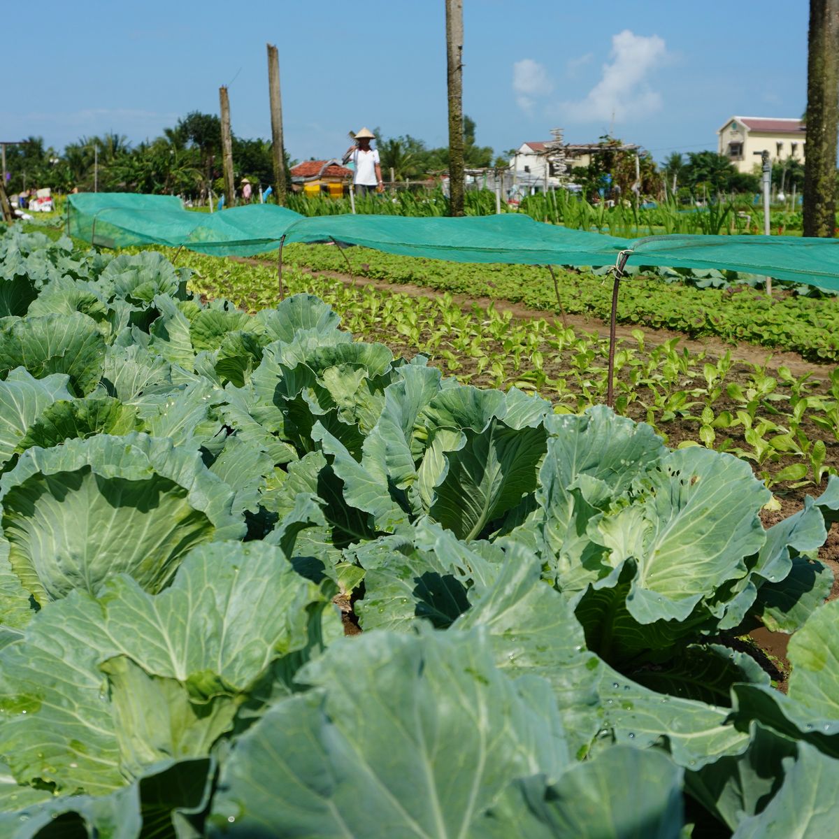Farming and Cooking Experience in Tra Que Herb Village