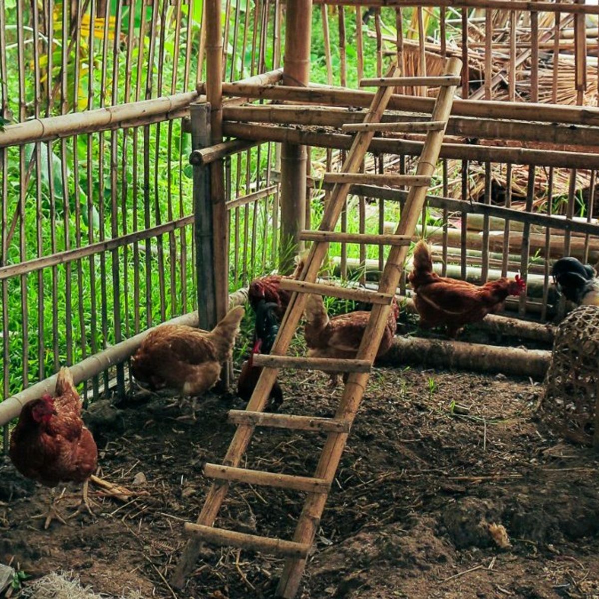Fresh Organic Ingredients Cooking Thai Dish in Lovely Organic Farm Chiangmai