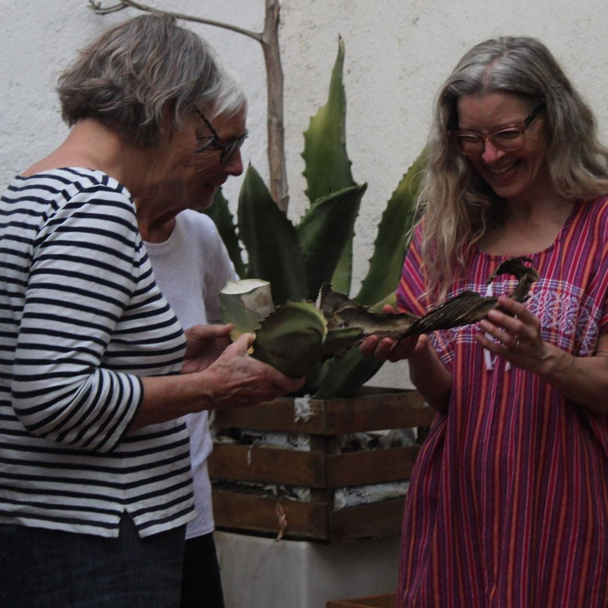 From Agave to Glass: Organic Mezcal Experience