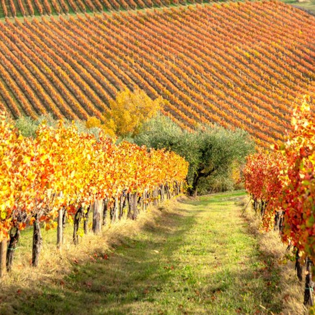 Winery Tour and Wine Tasting in Bologna