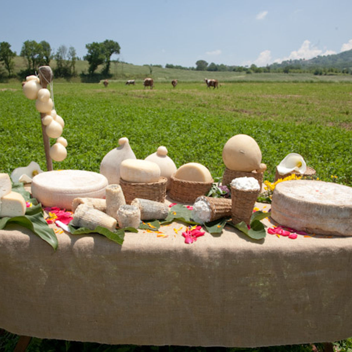 Visite d'une ferme fromagère, atelier de fabrication de fromage et dégustation - Cours privé