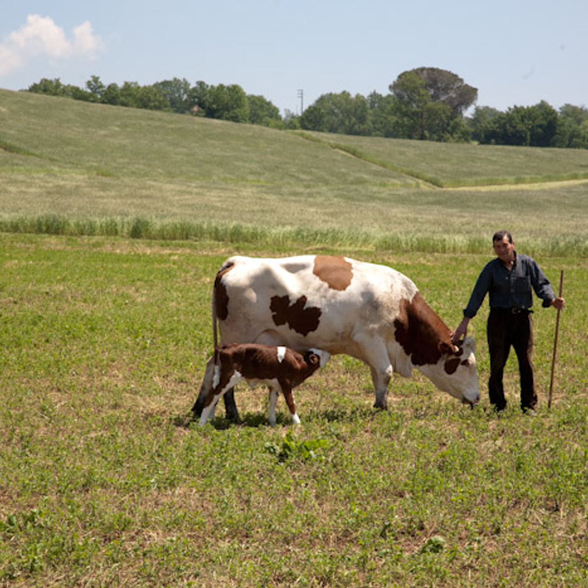 Visite d'une ferme fromagère, atelier de fabrication de fromage et dégustation - Cours privé