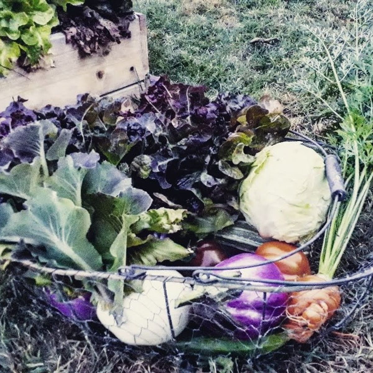 Tuscan Market-to-Table Cooking Experience & Wine Tasting
