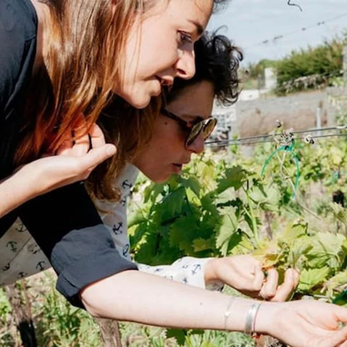 From Vineyard to Table: Wine Tasting and Gourmet Pizza Making in Rome