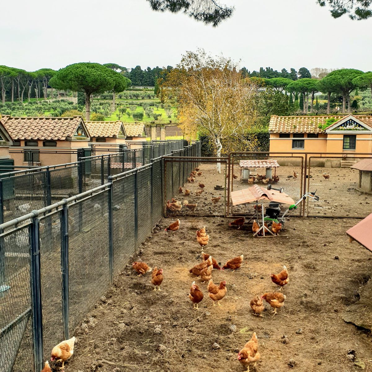 Full Day Visit, Cooking Class and Lunch at the Pope's Summer Residence