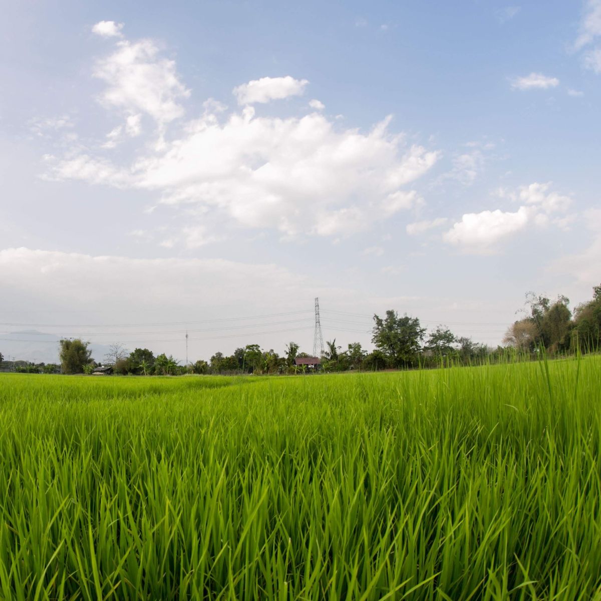 Half Day Thai Authentic Cooking Class With Market Tour