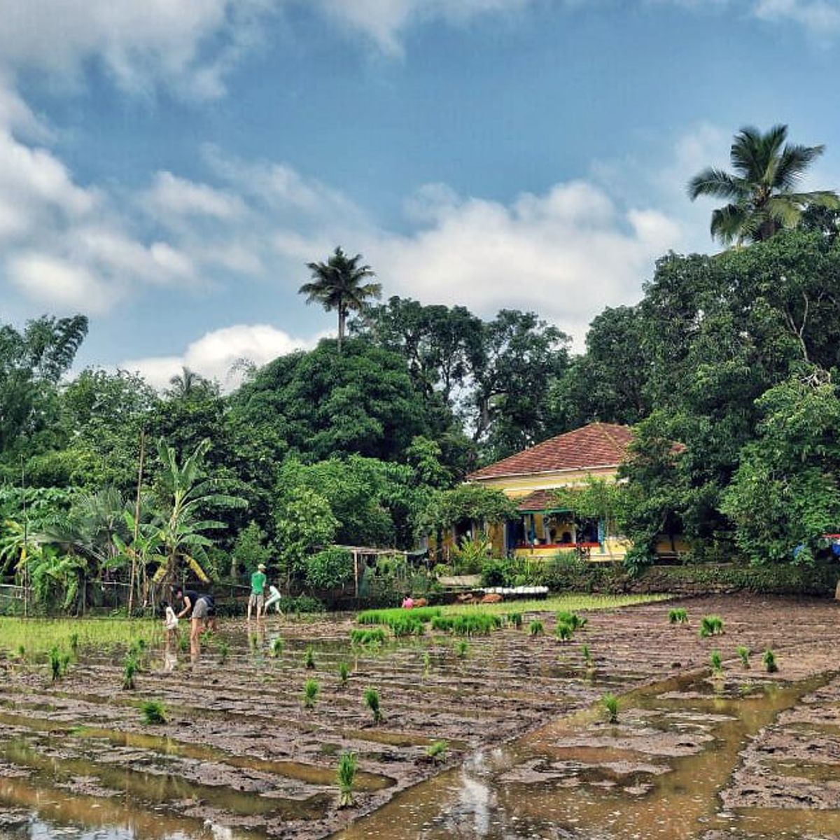 Homestyle Cooking at an Organic Rice Farm in Goa