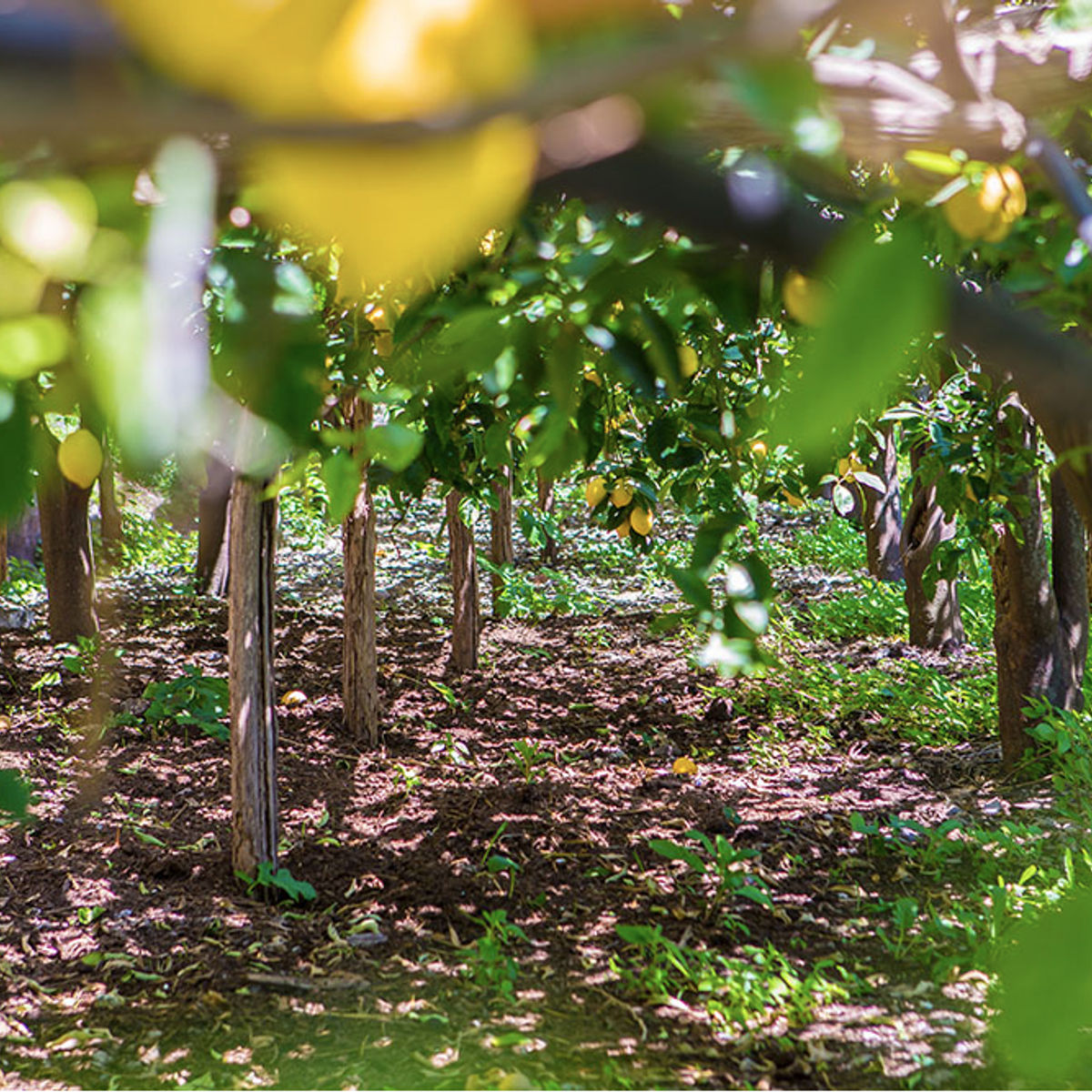 Horseback Riding + Lemon Grove Tour on the Amalfi Coast