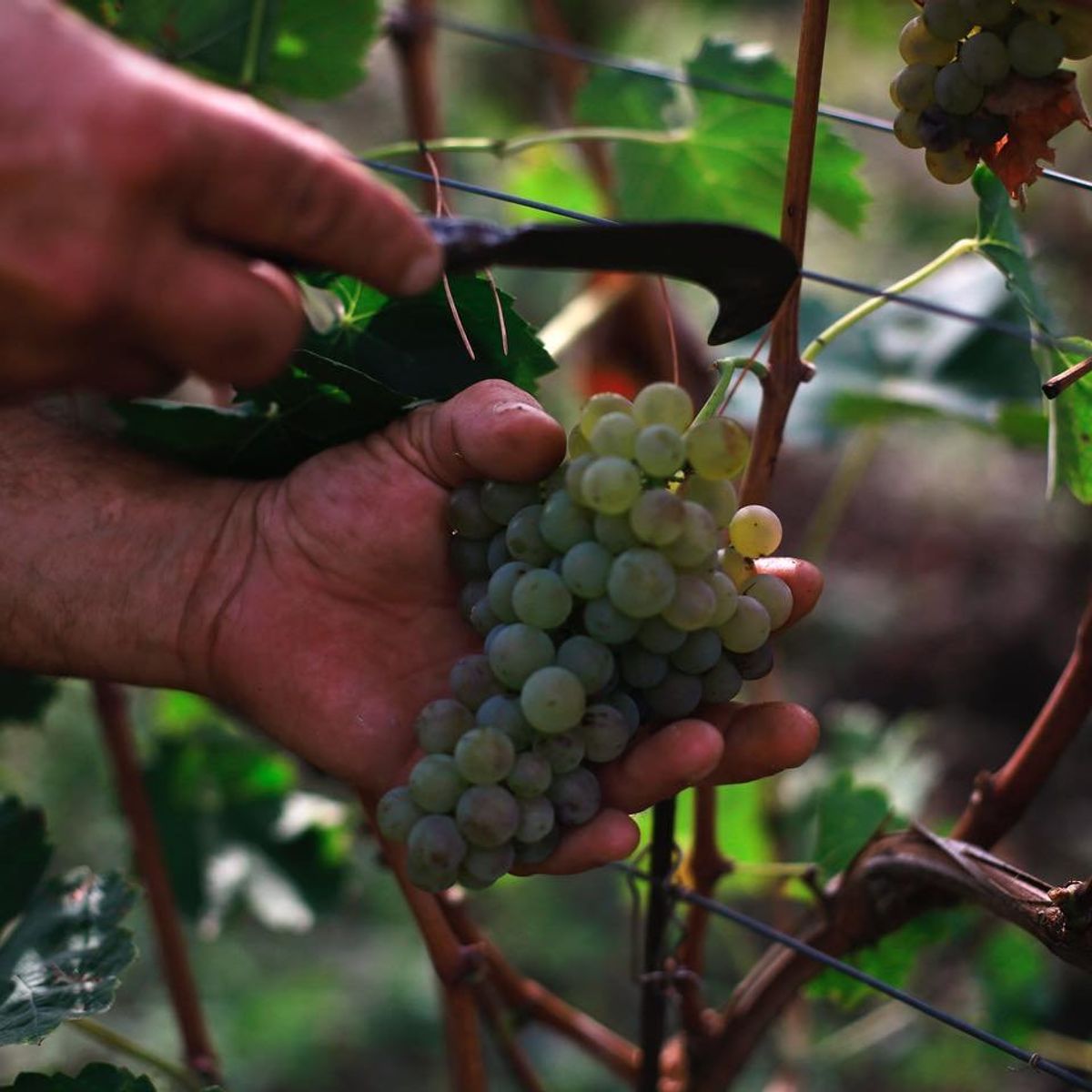 Vineyard Tour and Wine Tasting Experience in Ischia
