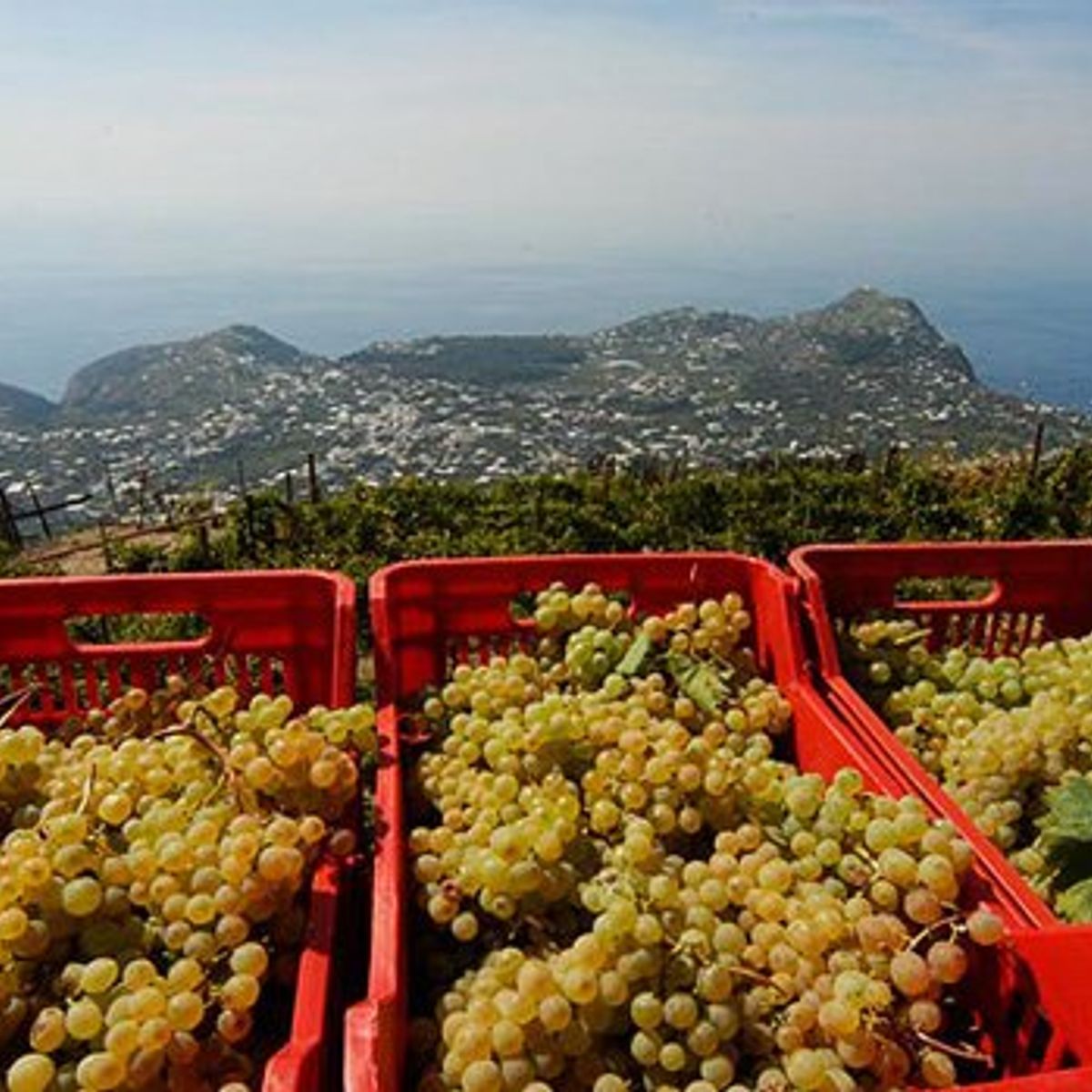 Vineyard Tour and Wine Tasting Experience in Ischia