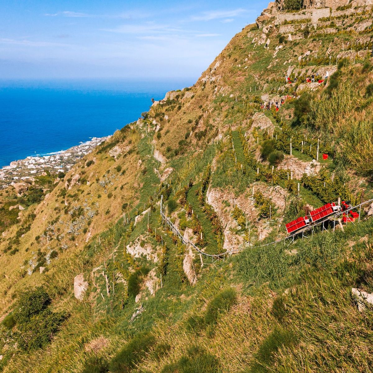 Vineyard Tour and Wine Tasting Experience in Ischia