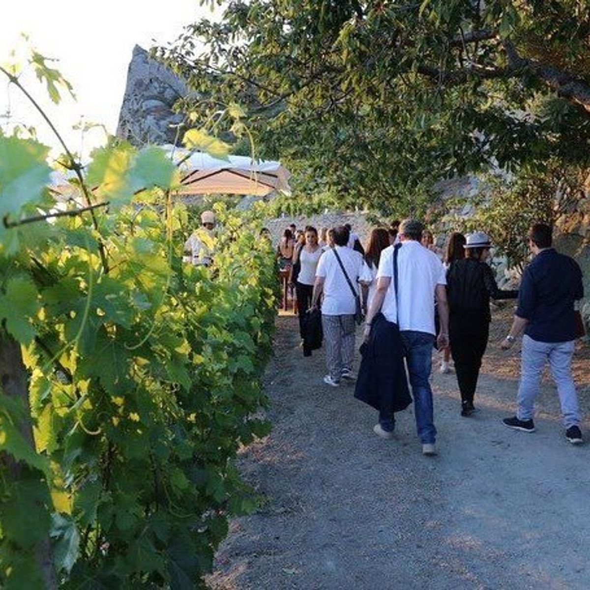 Vineyard Tour and Wine Tasting Experience in Ischia