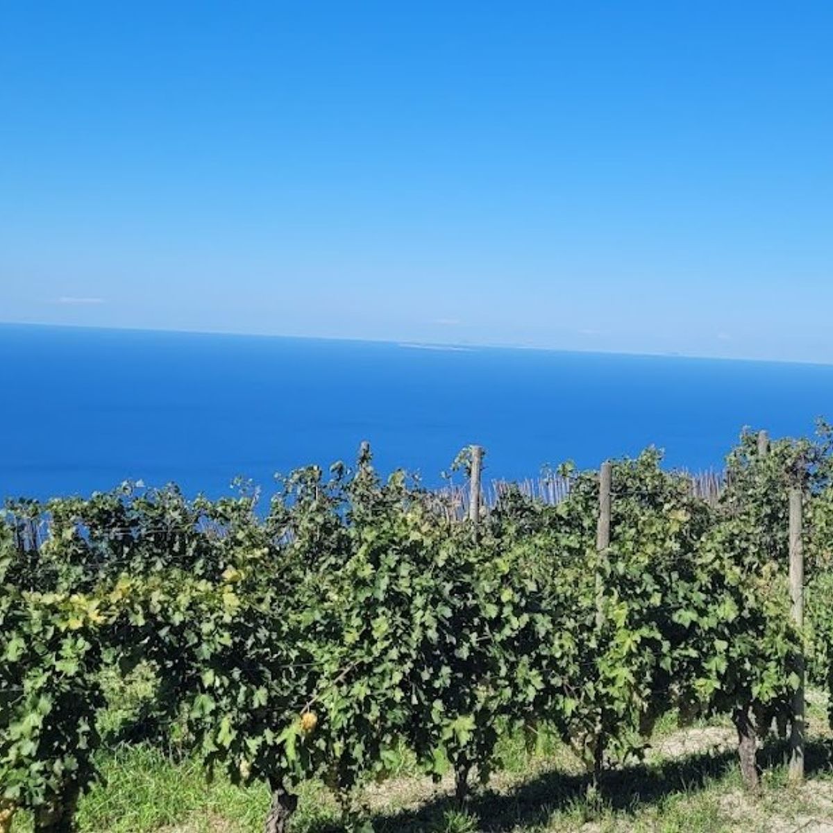 Vineyard Tour and Wine Tasting Experience in Ischia