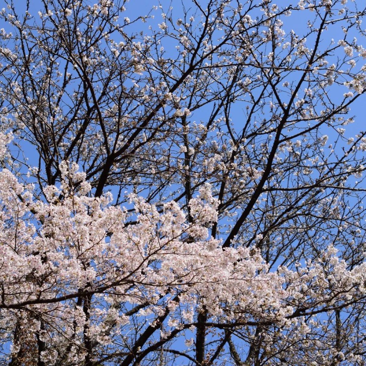 Countryside Japanese Home: Traditional Sweets Making Experience
