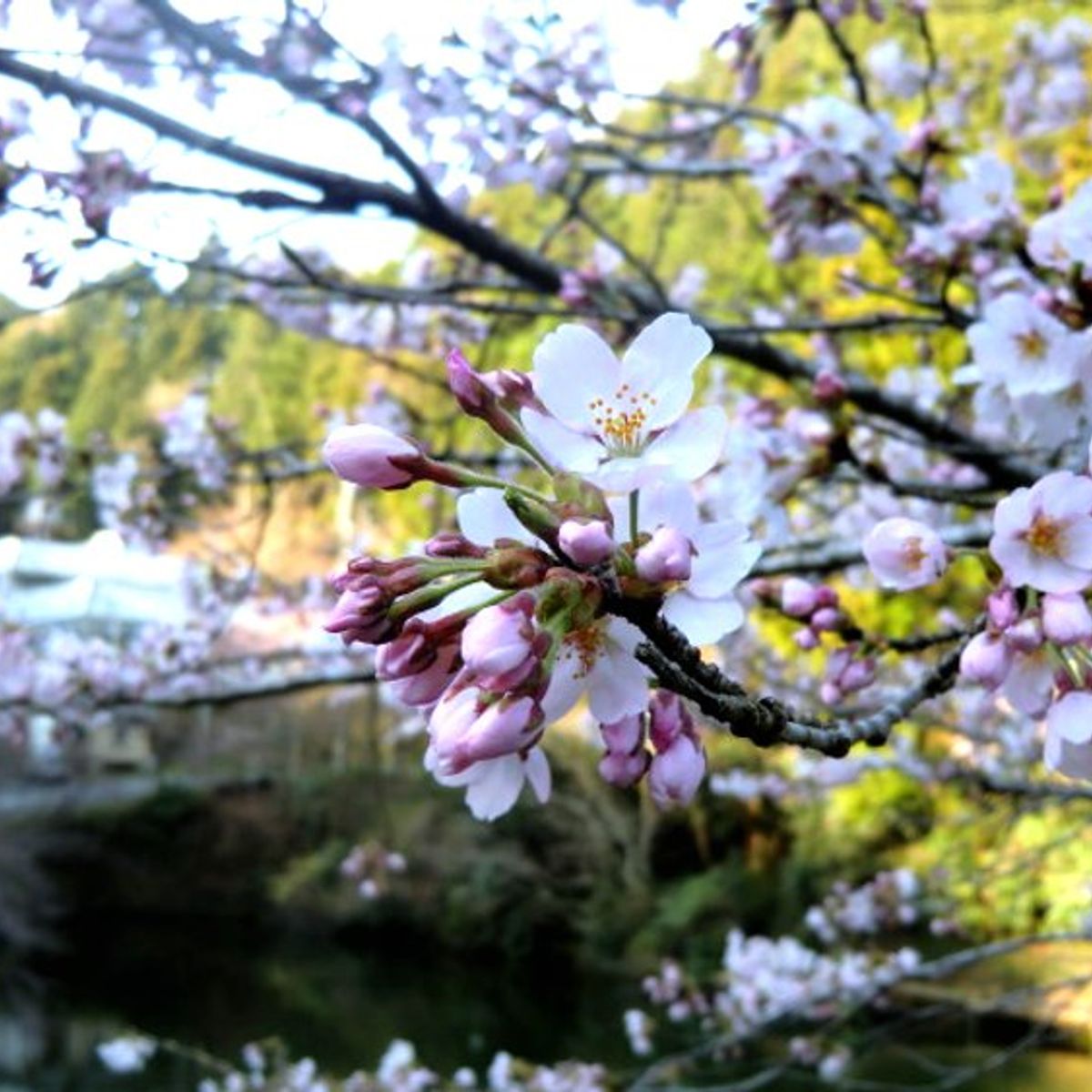 Countryside Japanese Home: Traditional Sweets Making Experience