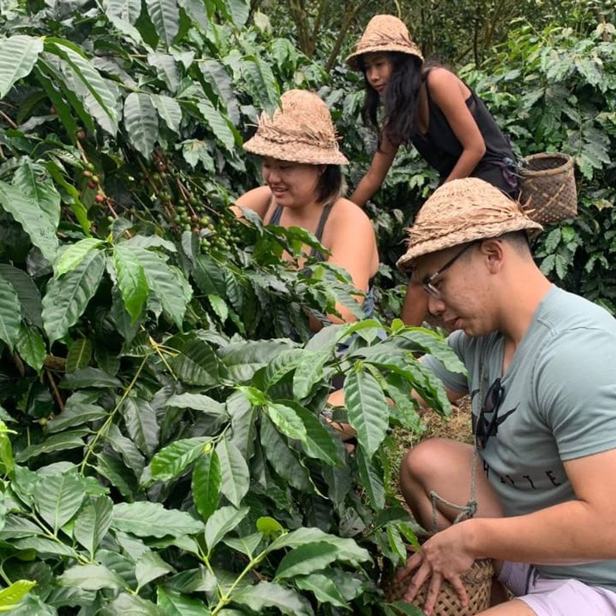 Balinese Coffee Brewing and Farm Tour with Lunch