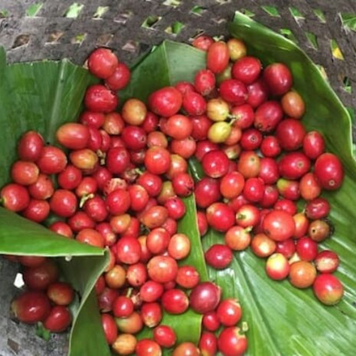 Balinese Coffee Brewing and Farm Tour with Lunch