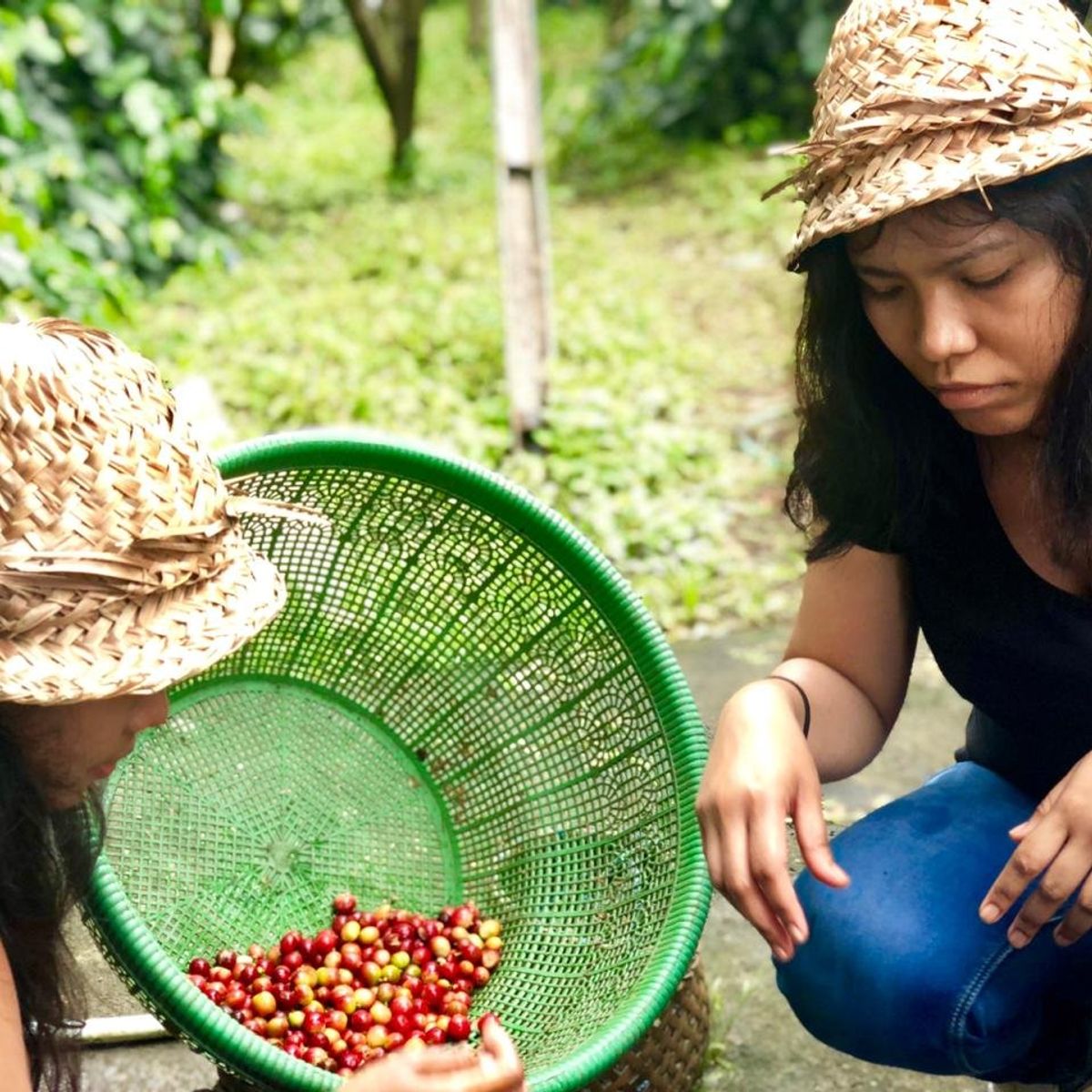 Balinese Coffee Brewing and Farm Tour with Lunch