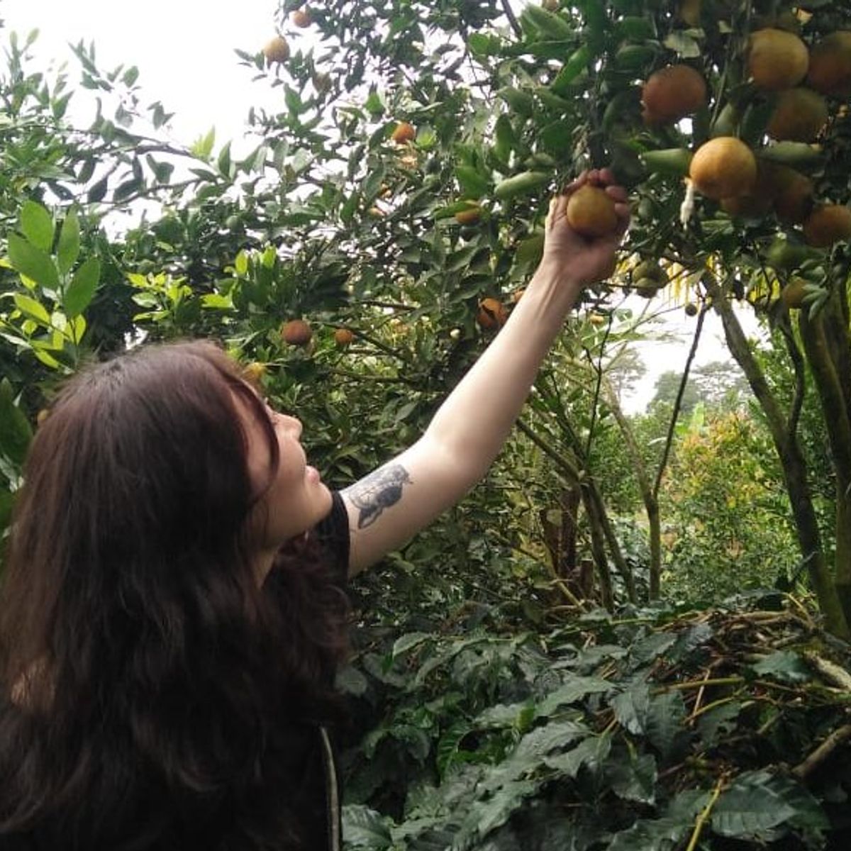 Balinese Coffee Brewing and Farm Tour with Lunch