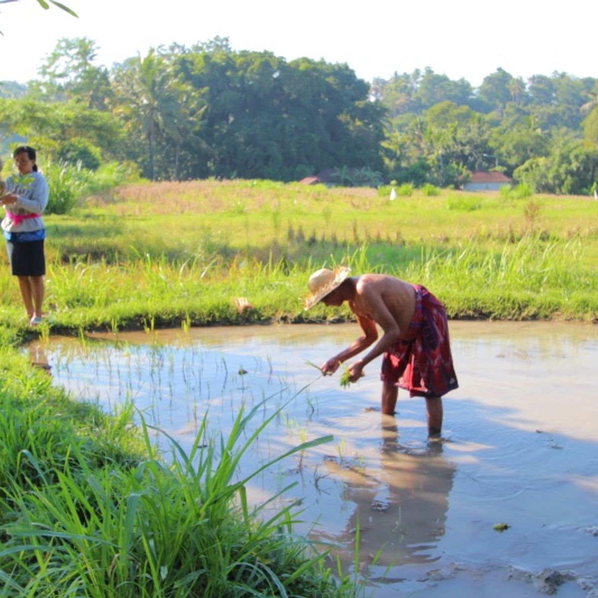 Explore the Balinese Rural Life through Cooking