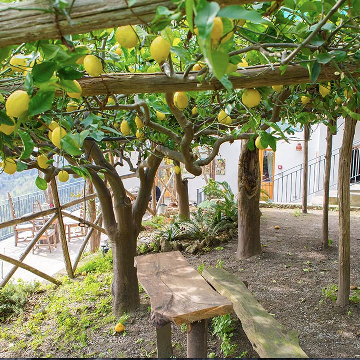 Lemon Grove Tour: Making Limoncello and Food Tasting on the Amalfi Coast Private Class