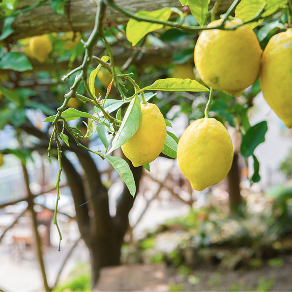 Lemon Grove Tour: Making Limoncello and Food Tasting on the Amalfi Coast Private Class