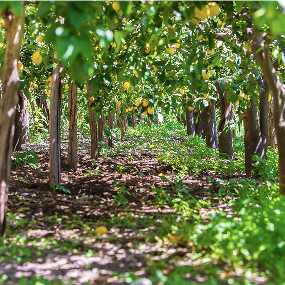Lemon Grove Tour & Pasta Making Class on the Amalfi Coast
