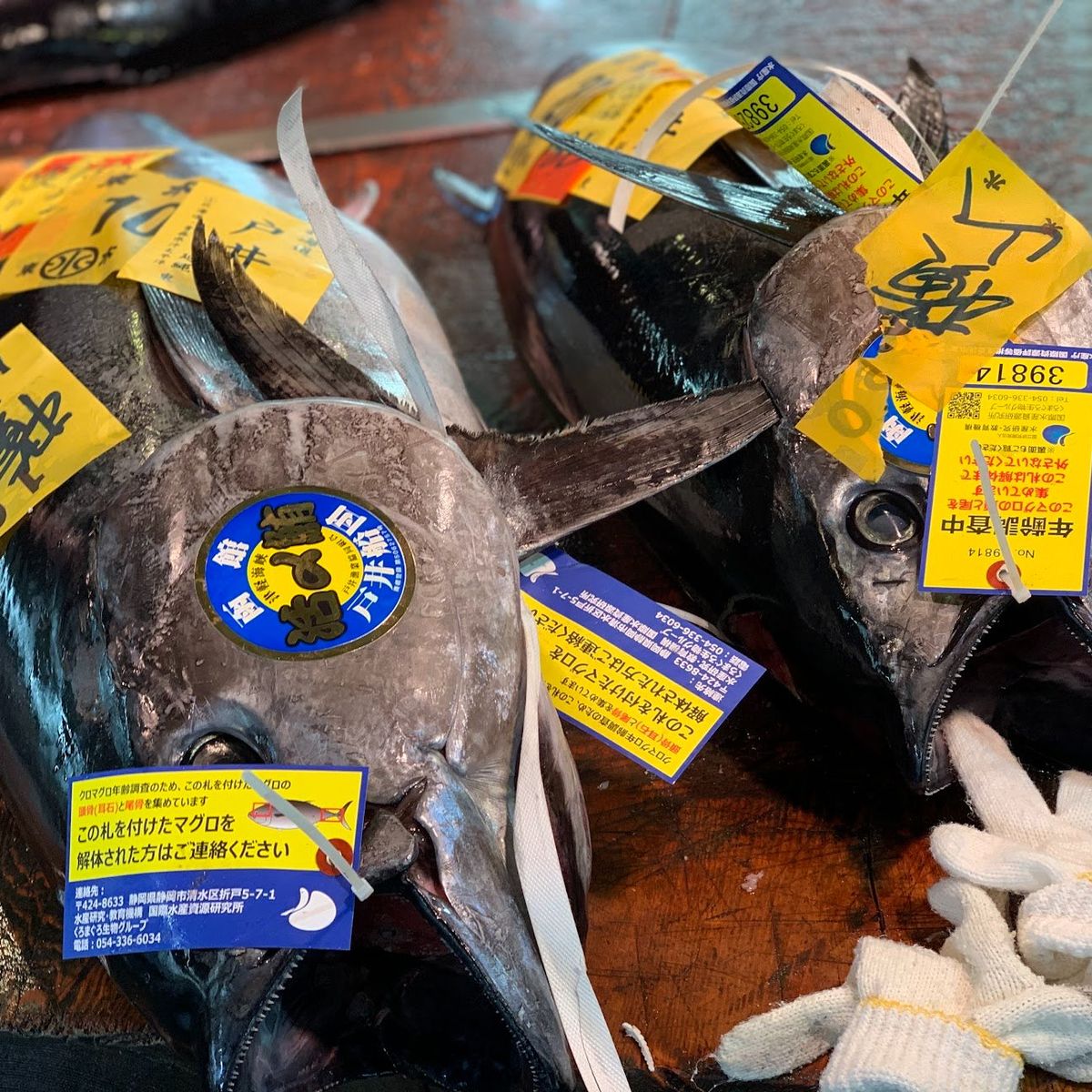 Tokyo Fish Market Tour + Craft Japanese Nigiri Sushi