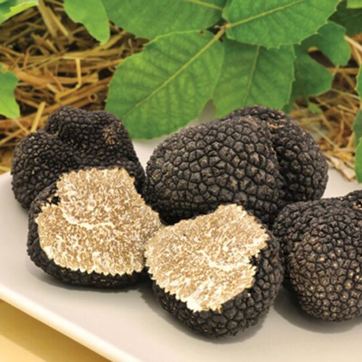 Chasse aux truffes et dégustation : un voyage sensoriel à travers la Toscane