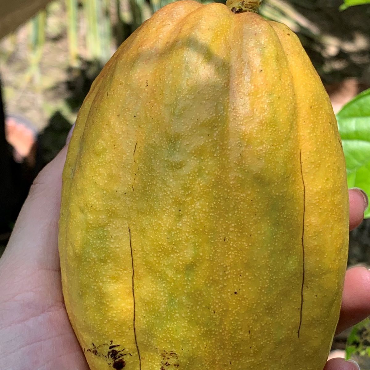 Make Chocolate at a Mekong Cocoa Farm