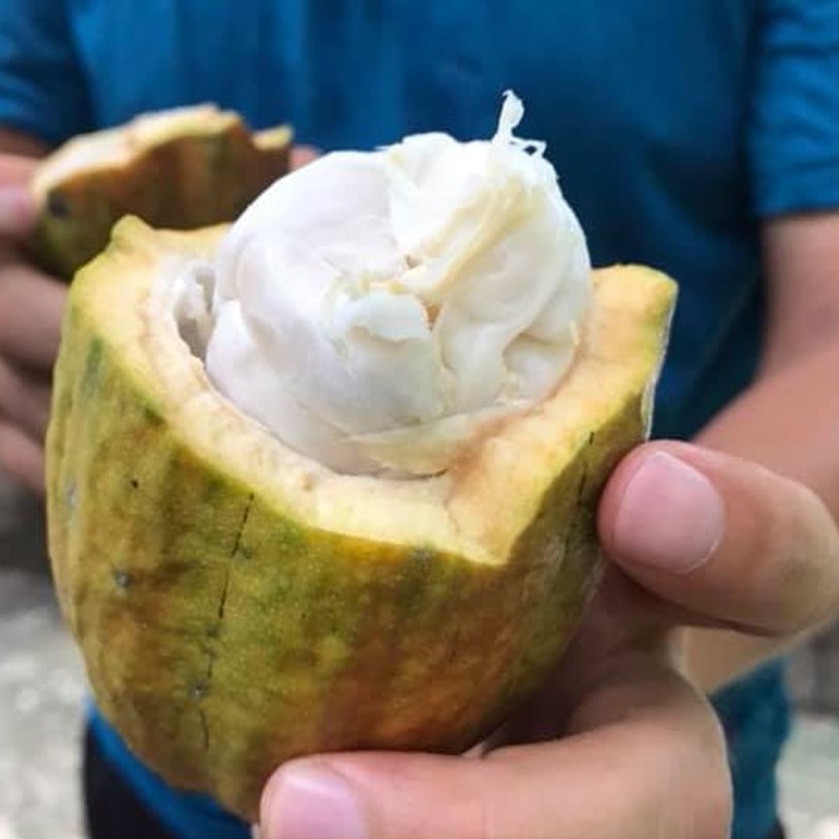 Make Chocolate at a Mekong Cocoa Farm