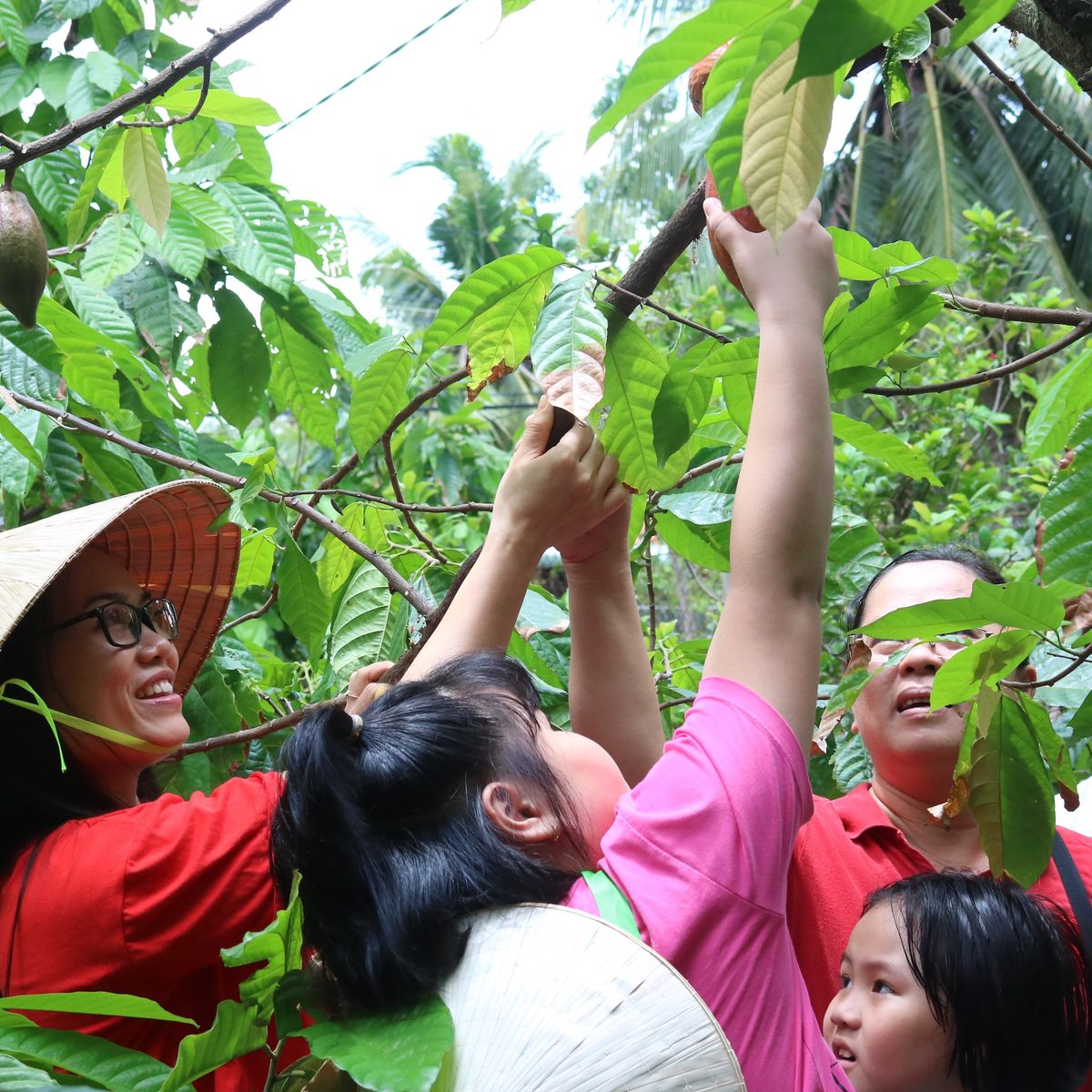 Make Chocolate at a Mekong Cocoa Farm