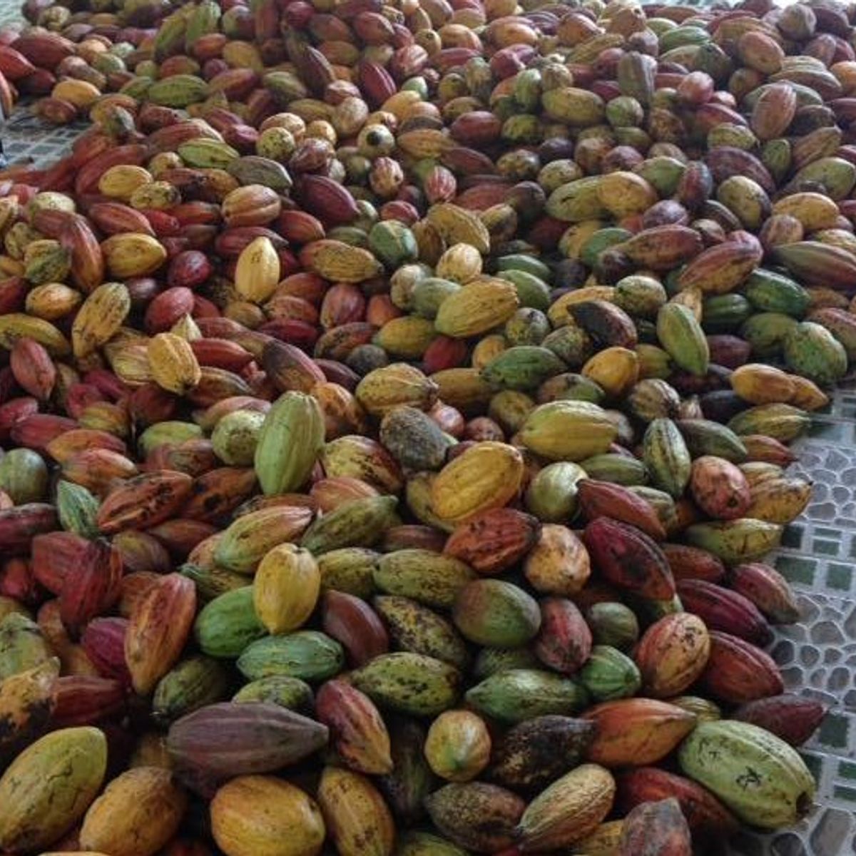 Make Chocolate at a Mekong Cocoa Farm