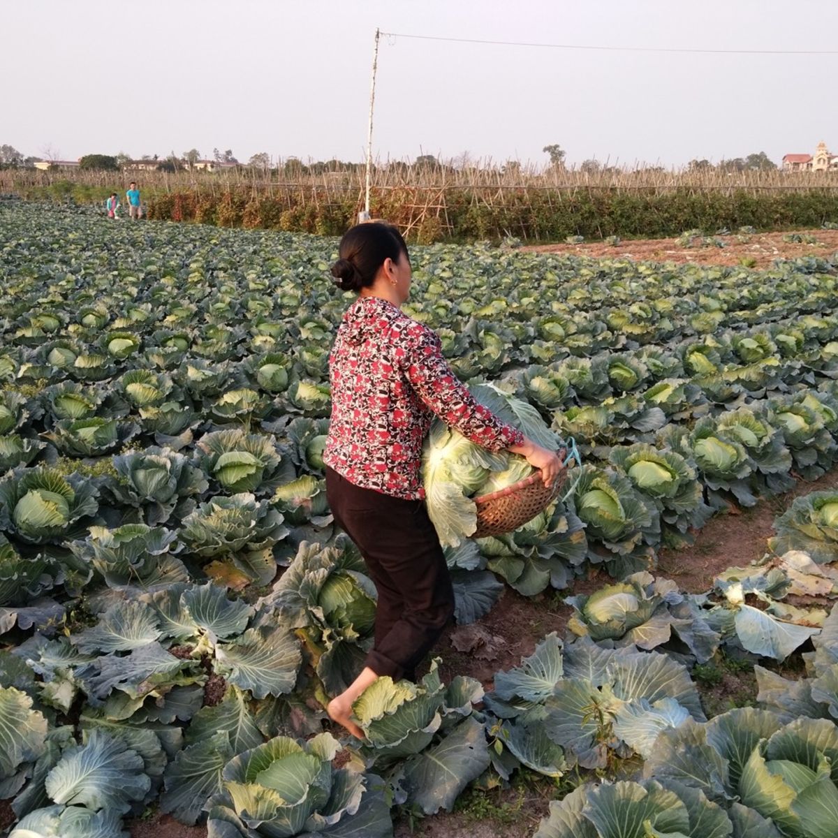 Farm Tour and Private Home Cooking Class with Local Family