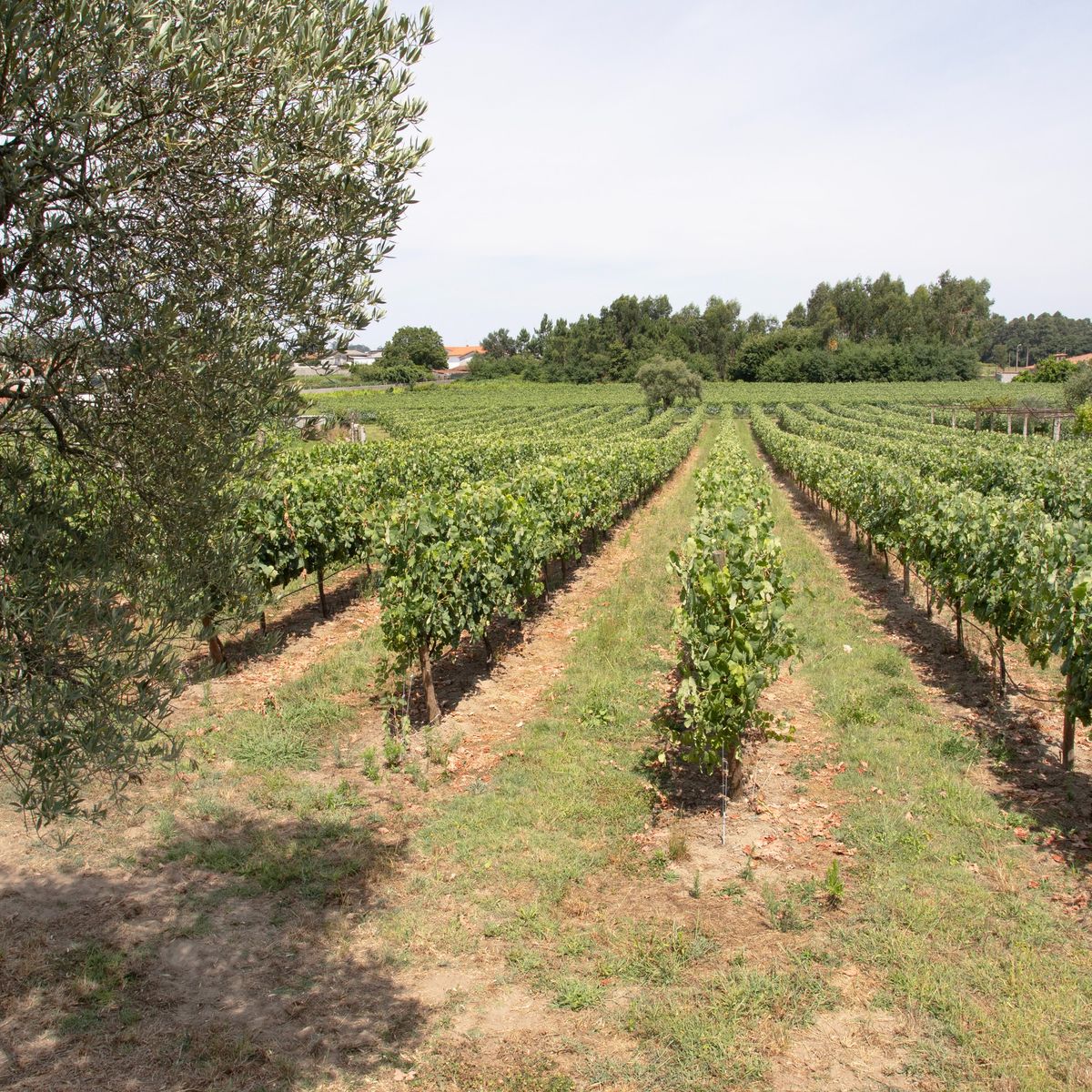 Mastering the Art of Crafting Portuguese Cuisine with a Chef