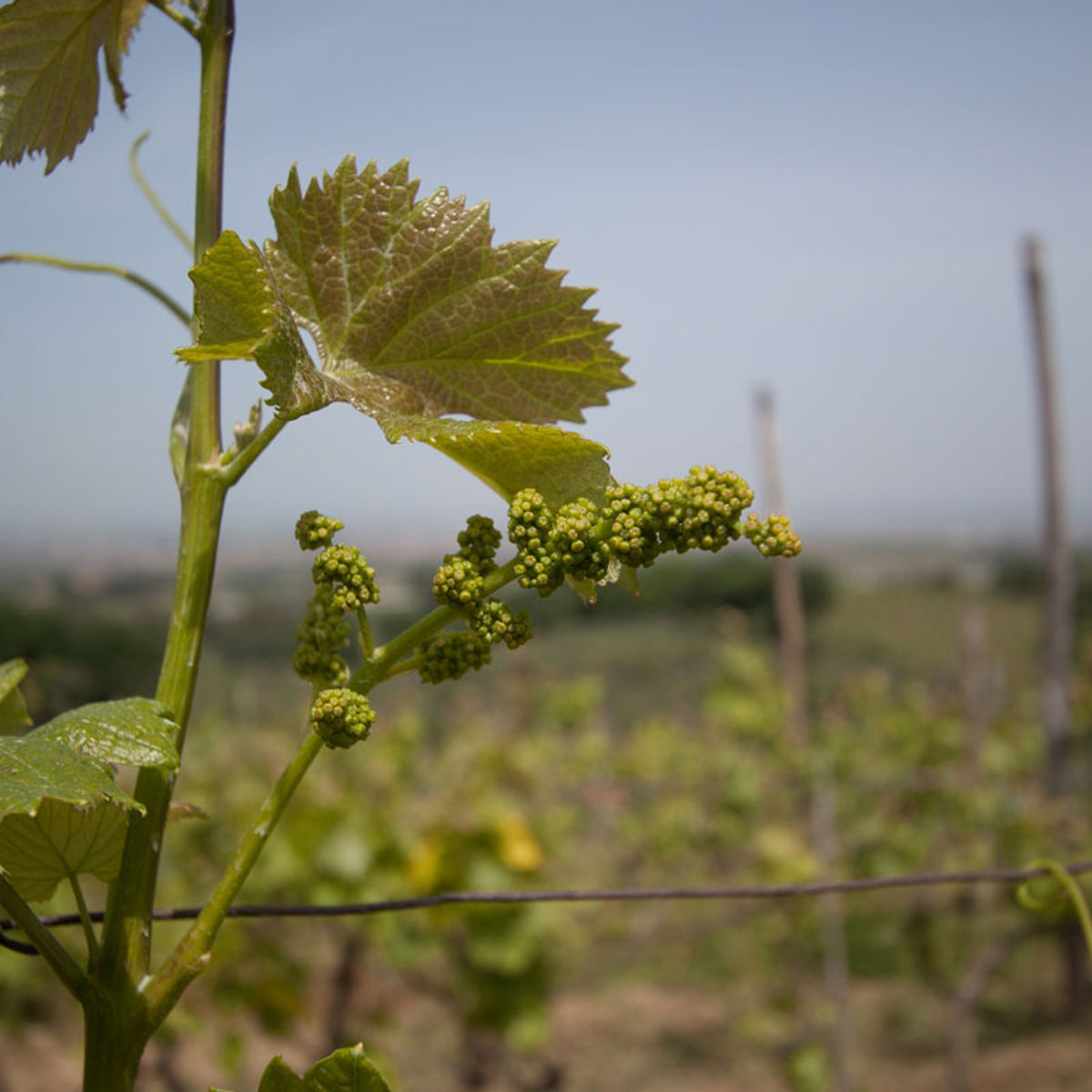 Cours de fabrication de pâtes dans la campagne romaine avec visite d'un vignoble